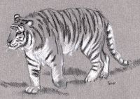 Grey Cat